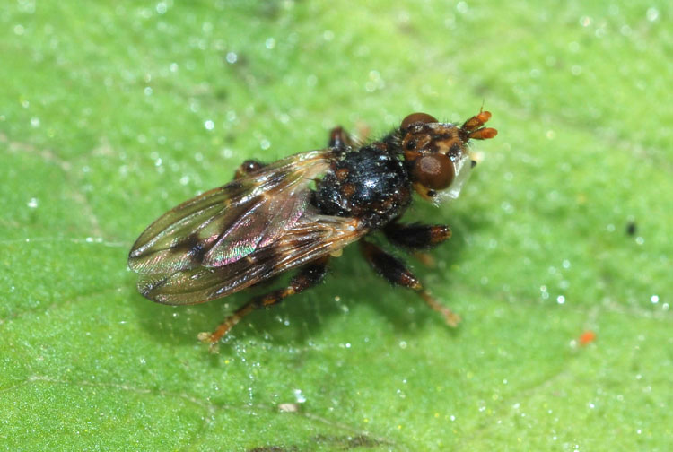 Myopa cf. buccata